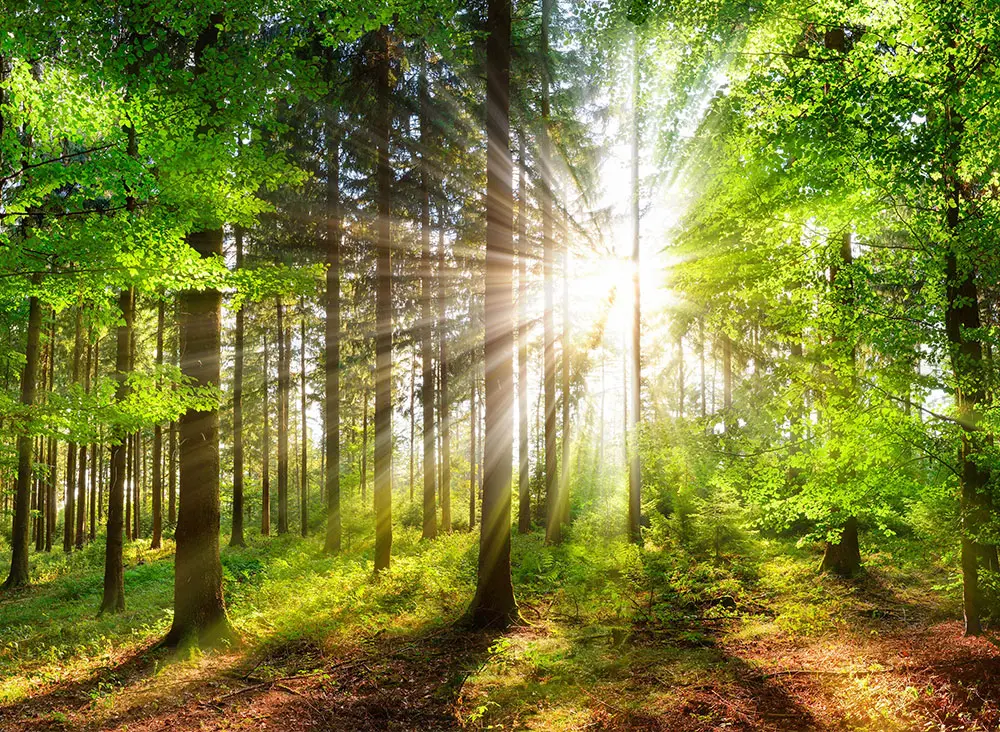 Sustainability
